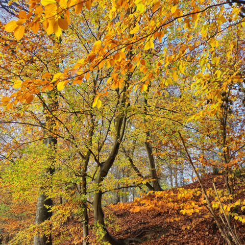 Lichtjes in het bos